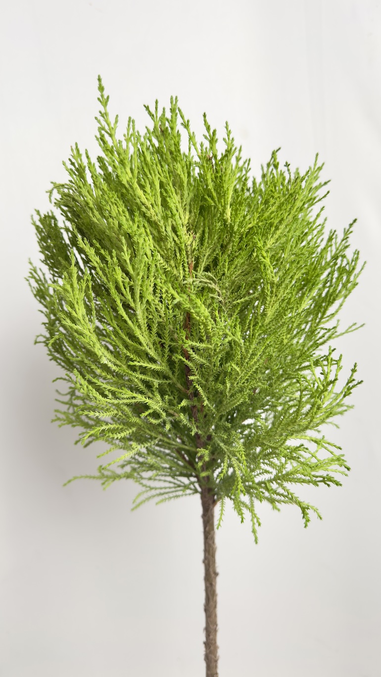 Cyprys macr. Goldcrest Wilma Uni Ball (cupressus)