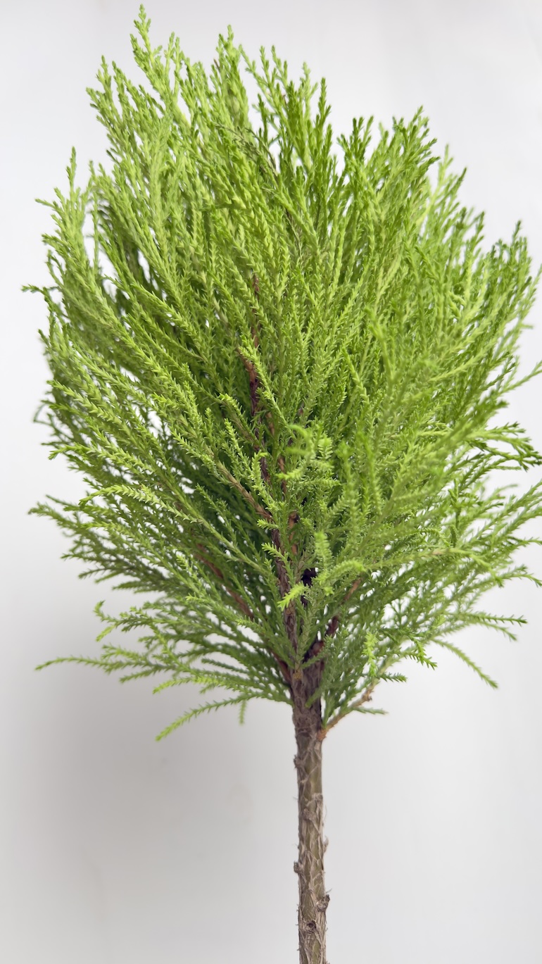 Cyprys macr. Goldcrest Wilma Uni Ball (cupressus)