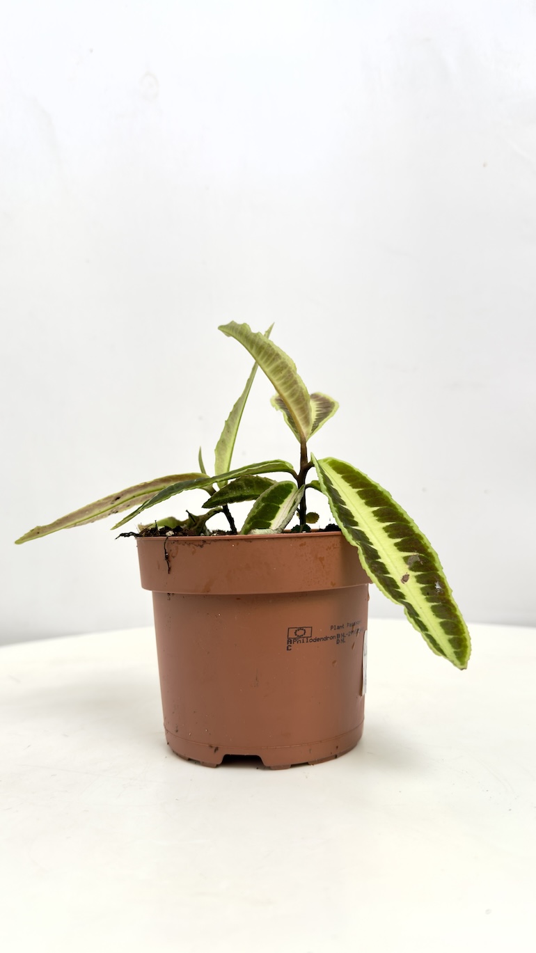 Labisia Jabi