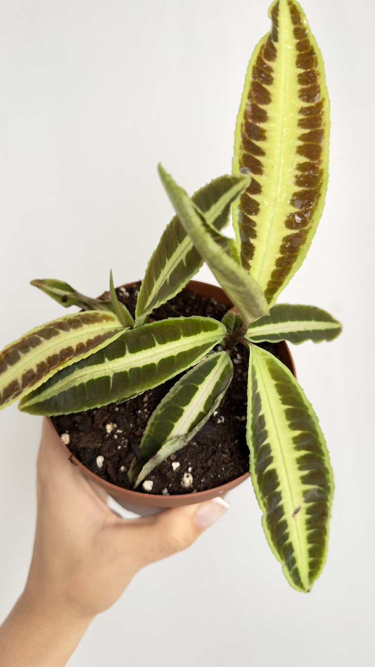 Labisia Jabi