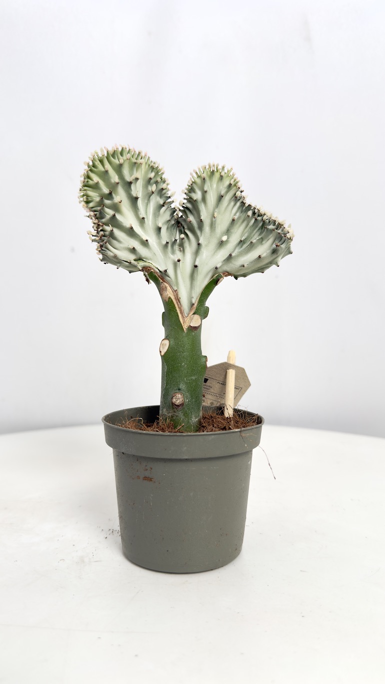 Euphorbia Cristata