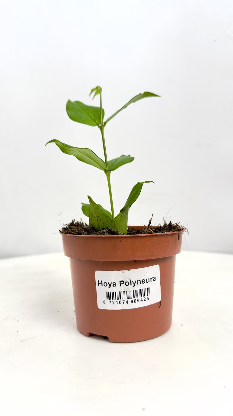 Hoya Polyneura