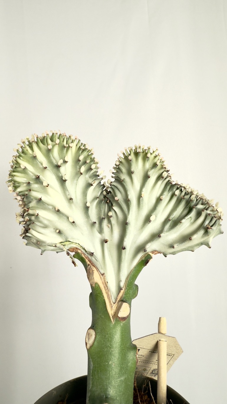 Euphorbia Cristata