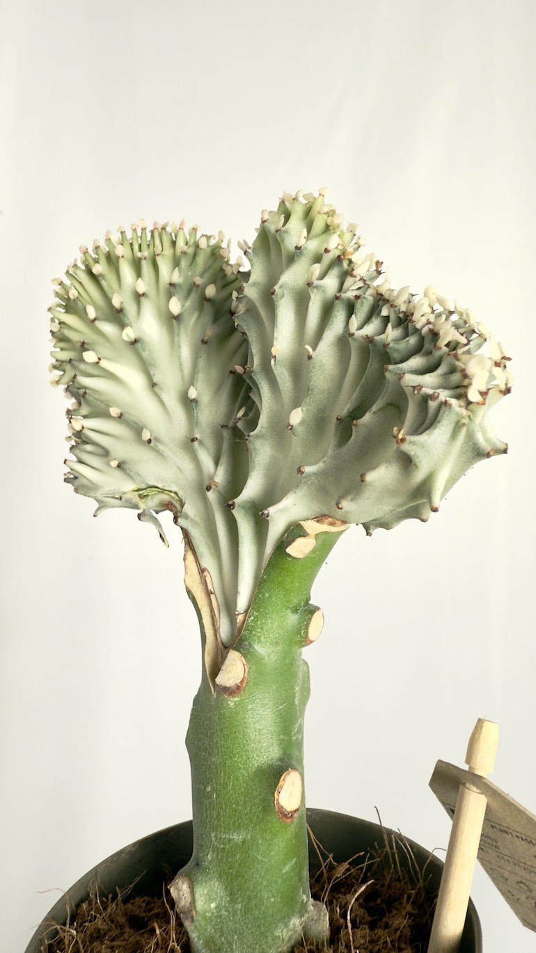 Euphorbia Cristata