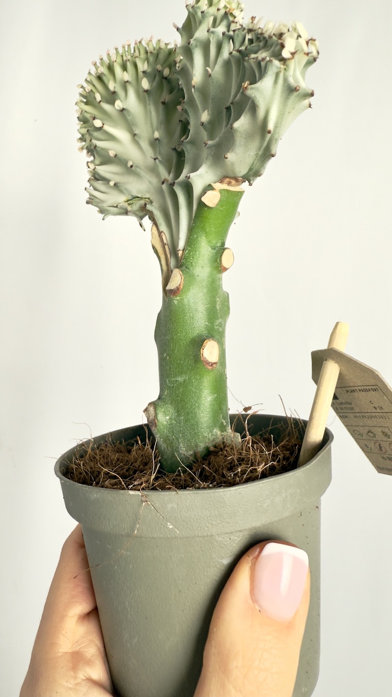 Euphorbia Cristata