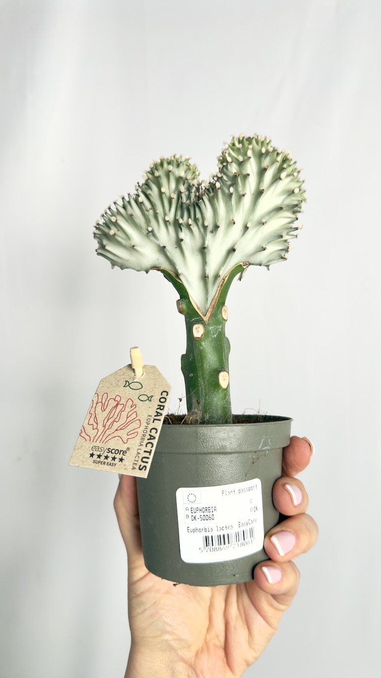 Euphorbia Cristata