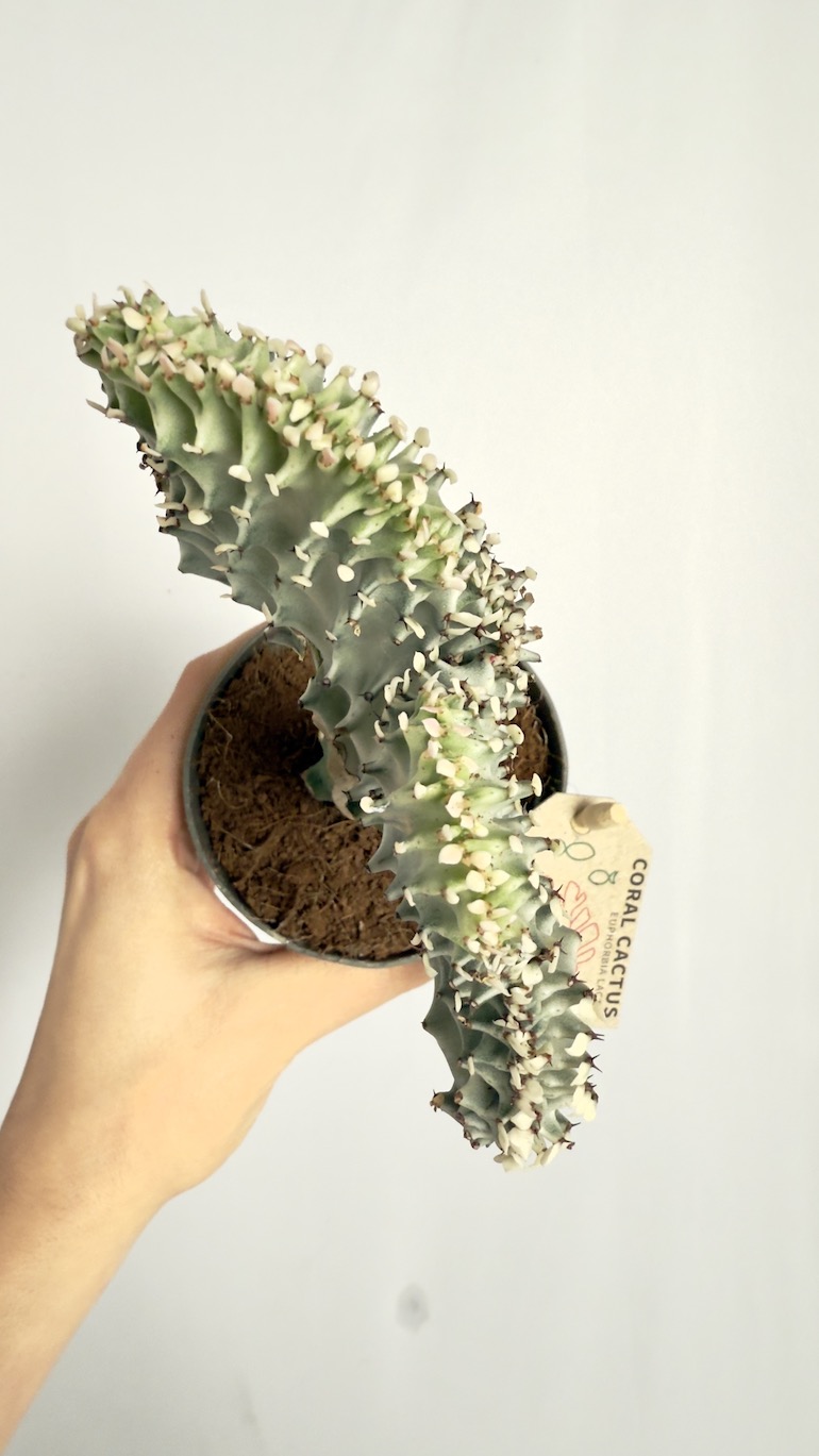 Euphorbia Cristata