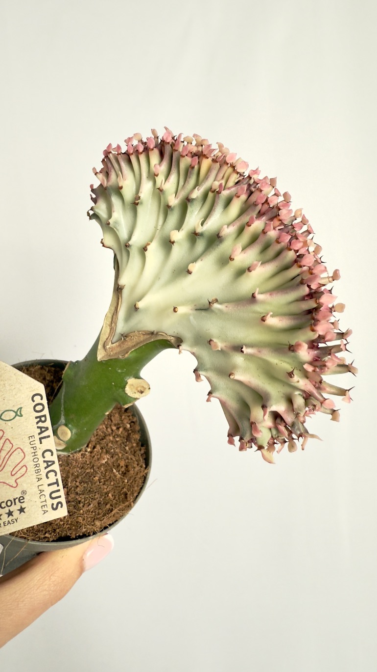Euphorbia Cristata