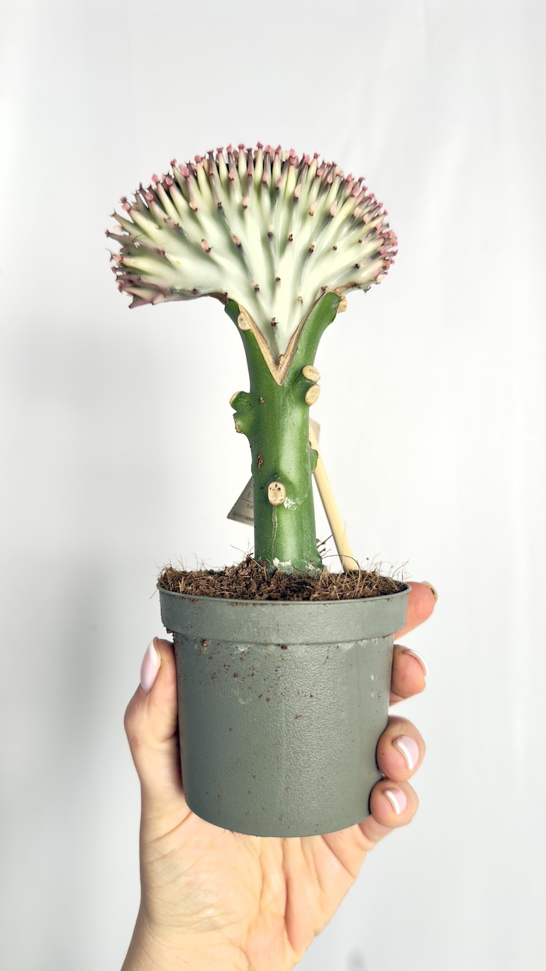Euphorbia Cristata