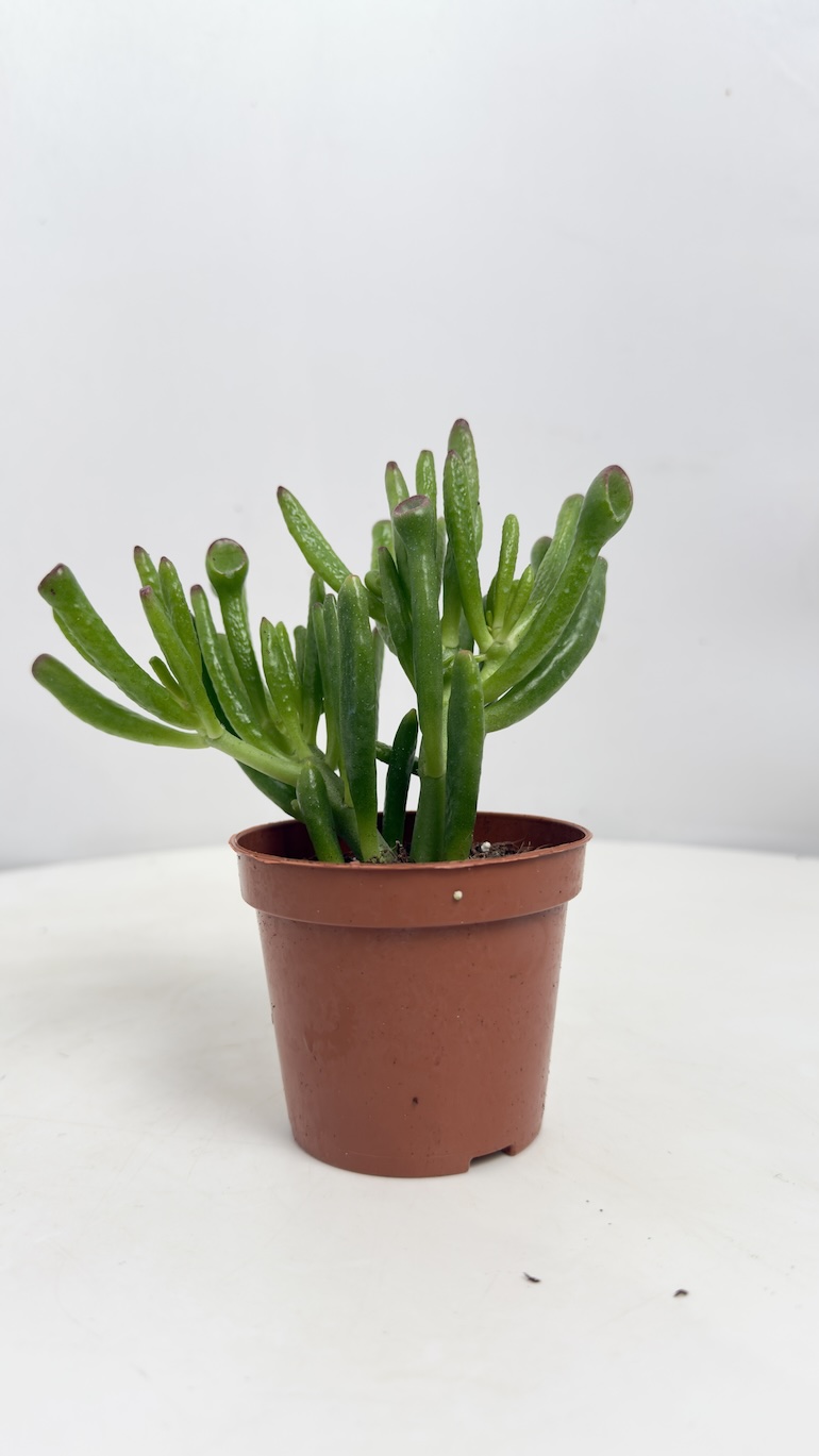 Crassula Hobbit