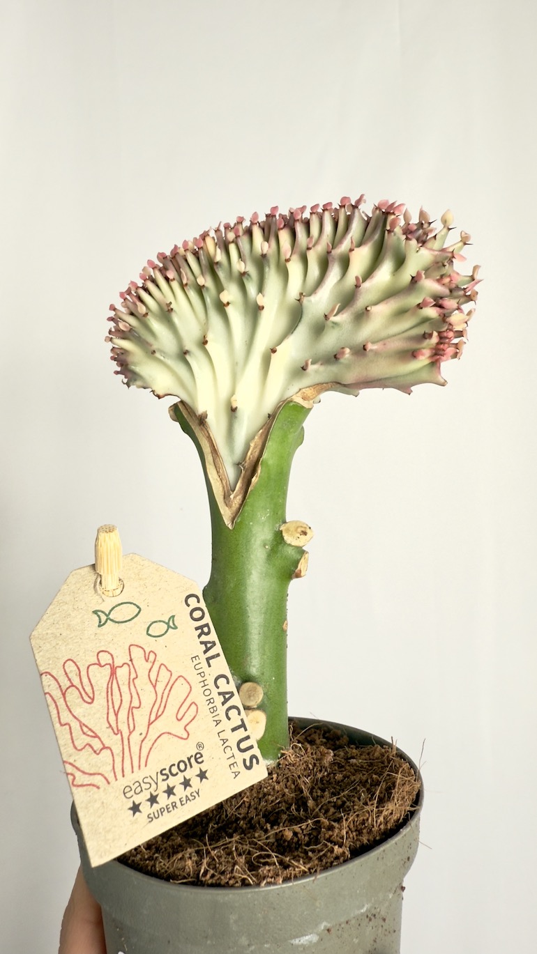 Euphorbia Cristata