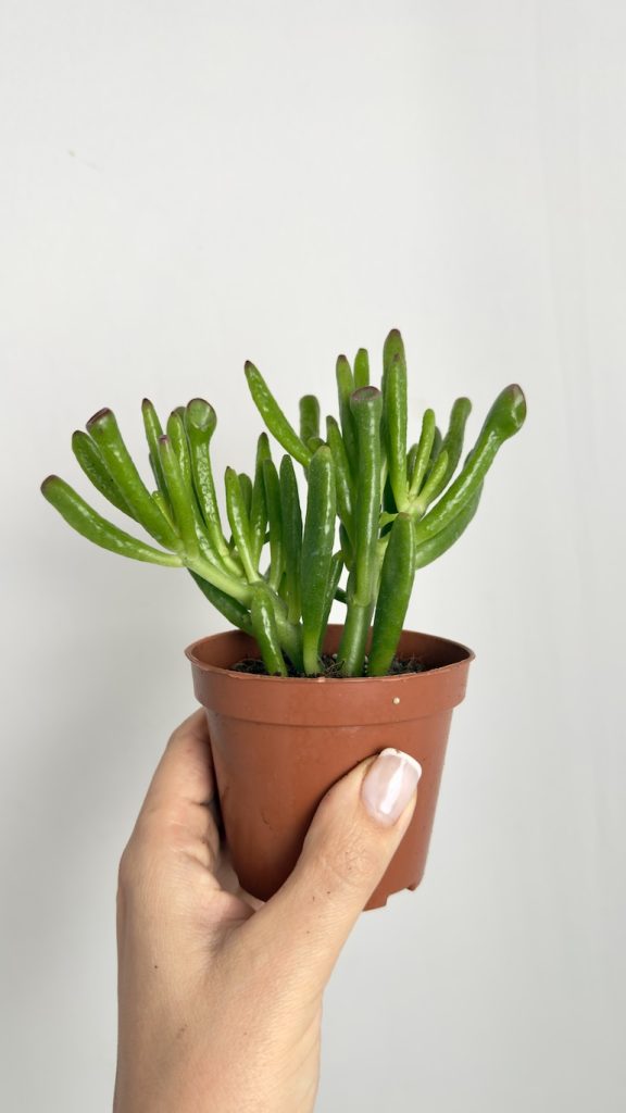 Crassula Hobbit