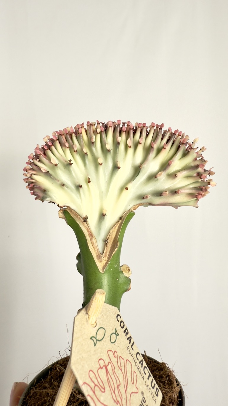 Euphorbia Cristata