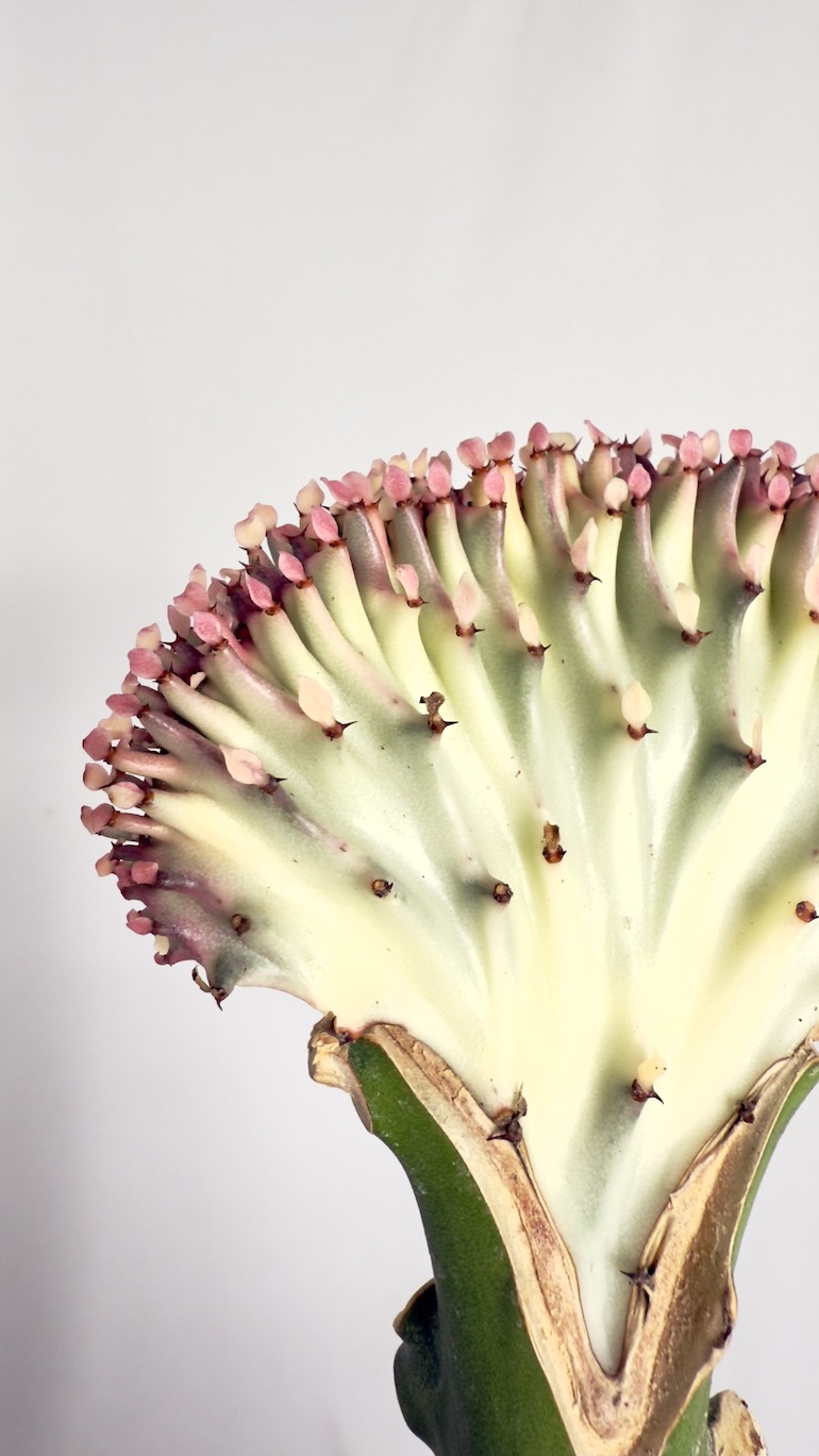 Euphorbia Cristata