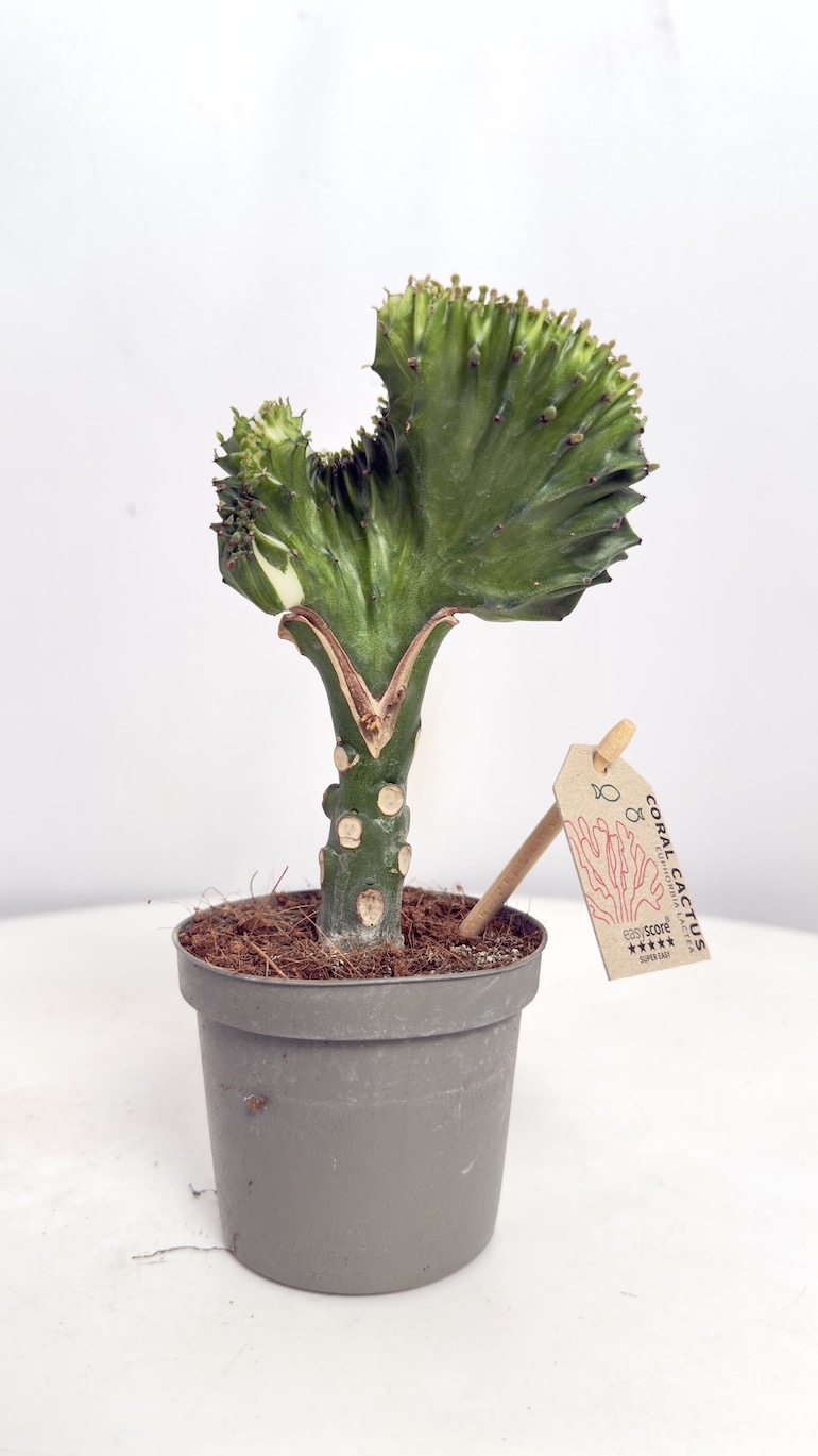 Euphorbia Cristata