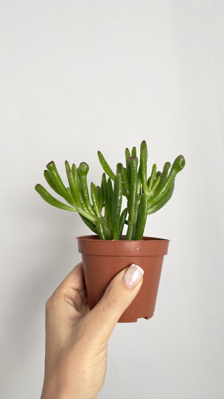 Crassula Hobbit