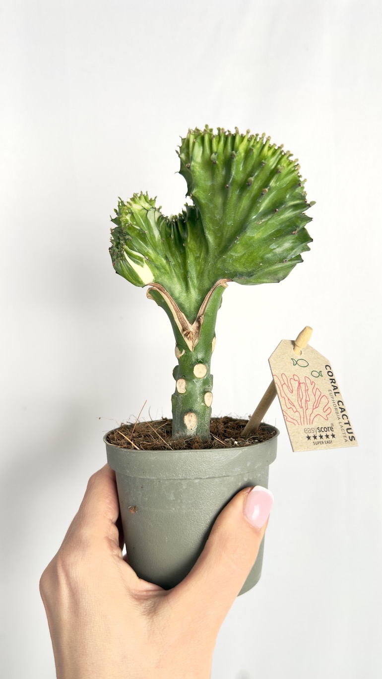 Euphorbia Cristata