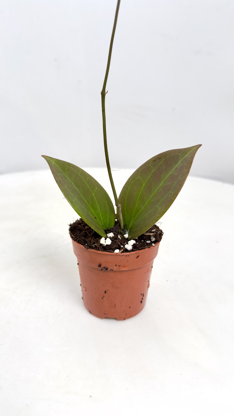 Hoya sp. Papua