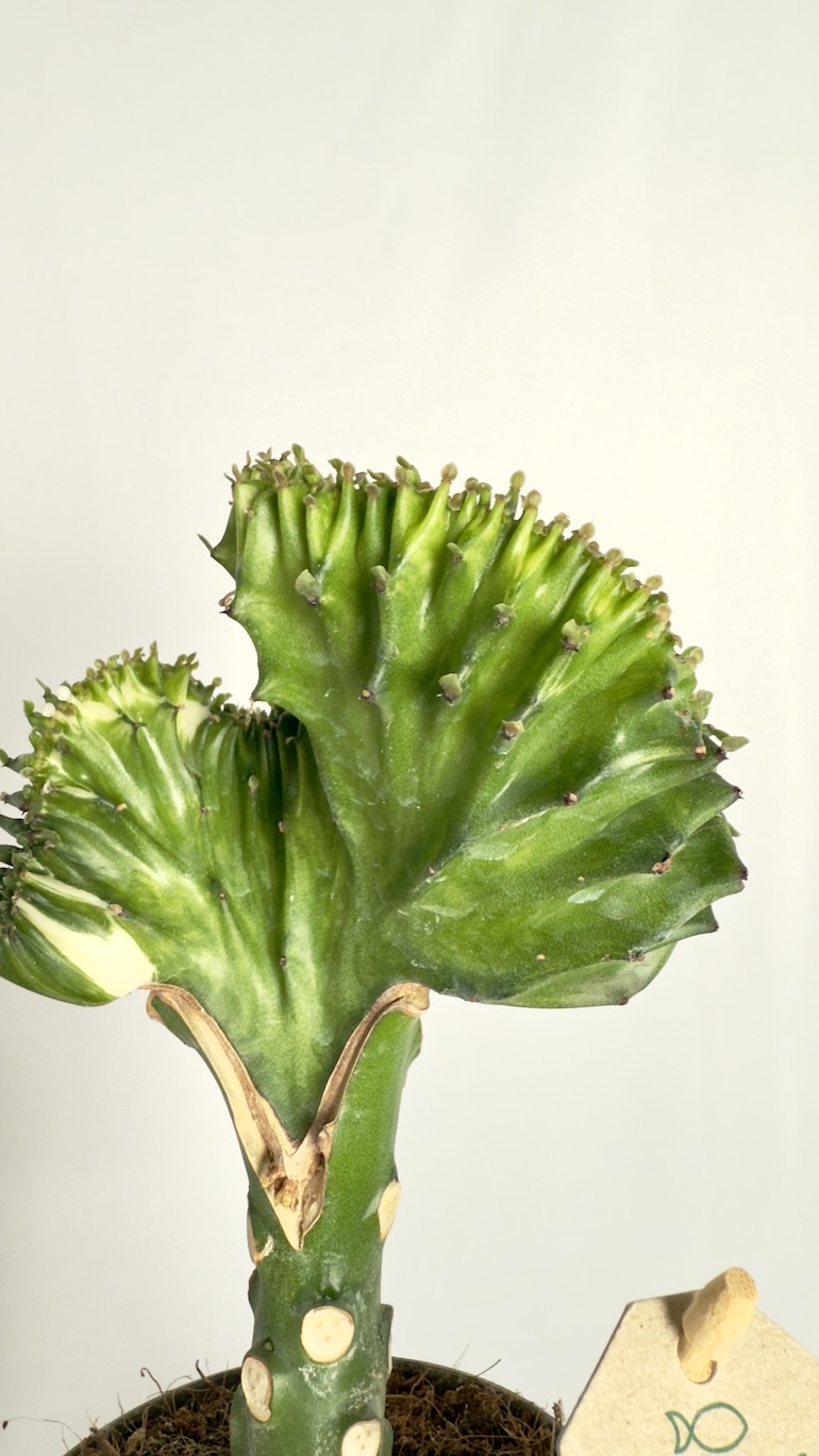 Euphorbia Cristata