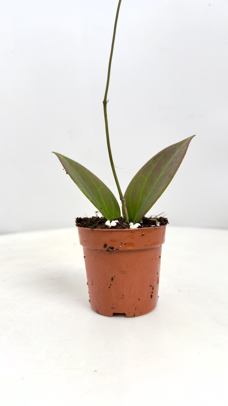 Hoya sp. Papua
