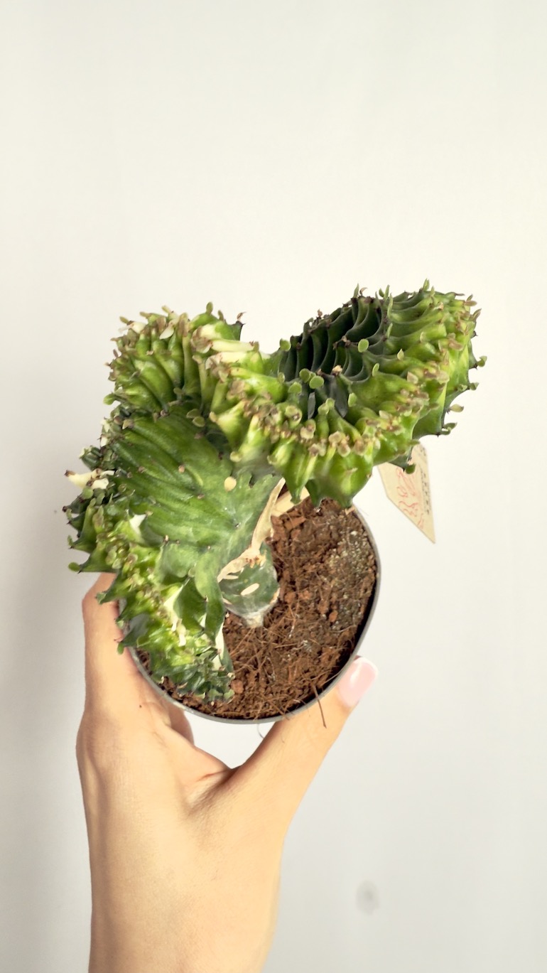 Euphorbia Cristata