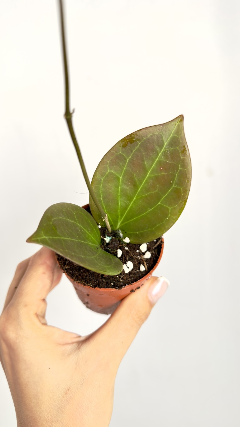 Hoya sp. Papua