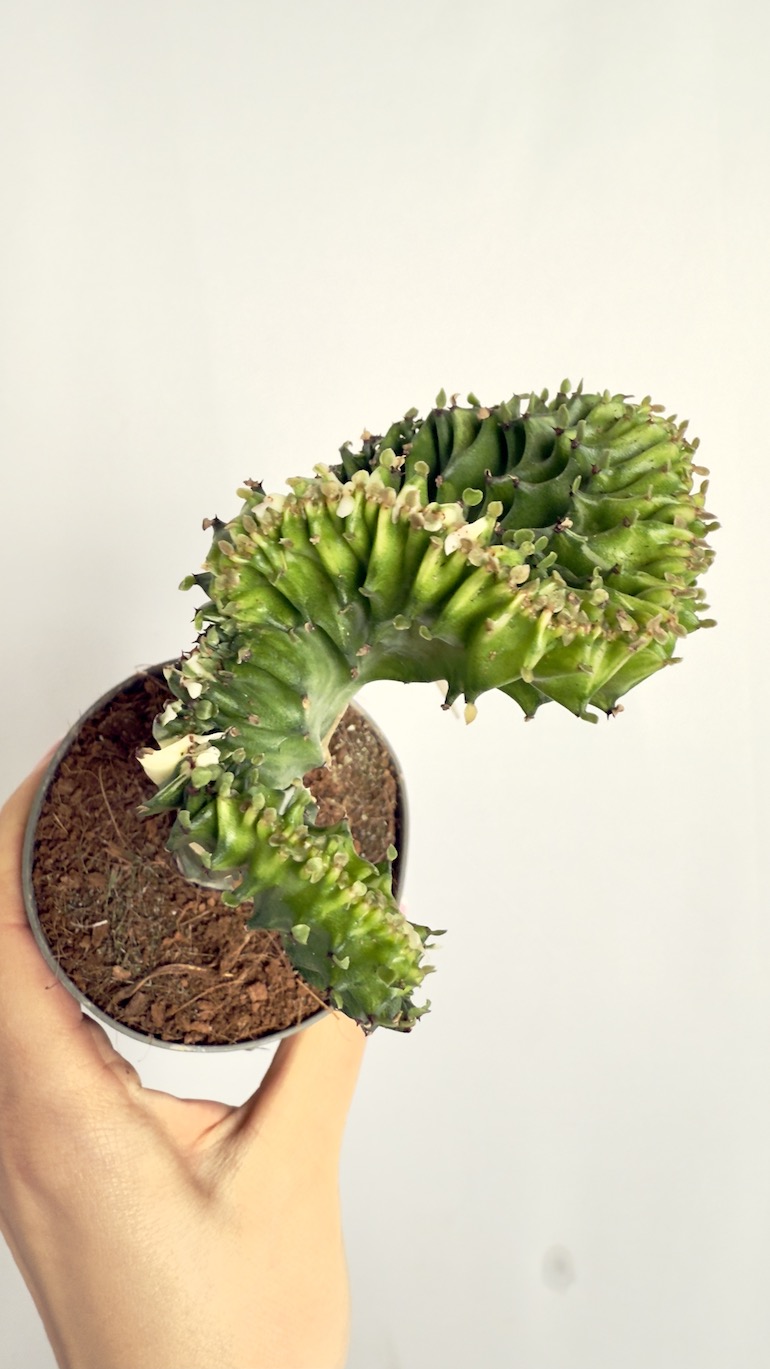 Euphorbia Cristata