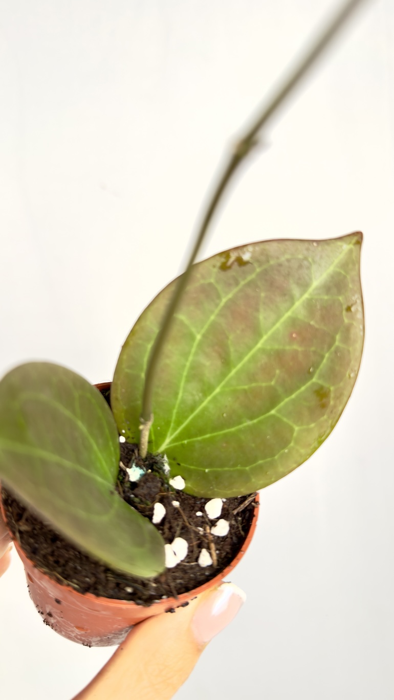 Hoya sp. Papua