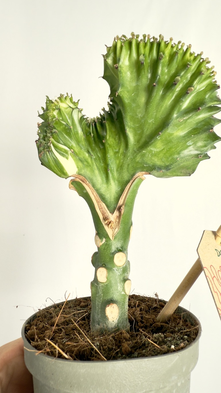 Euphorbia Cristata