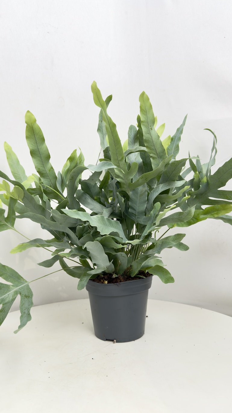 Phlebodium aureum Blue Star