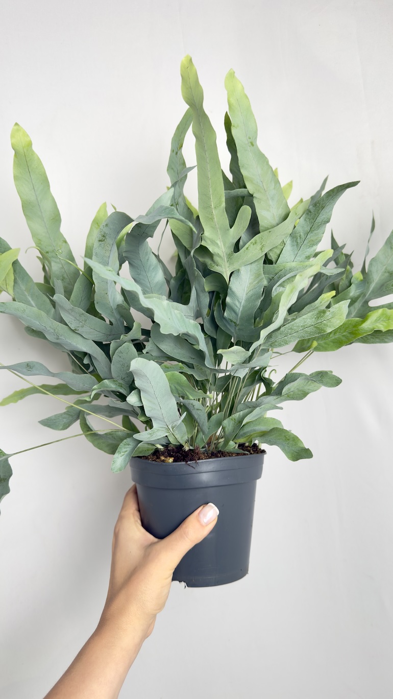 Phlebodium aureum Blue Star