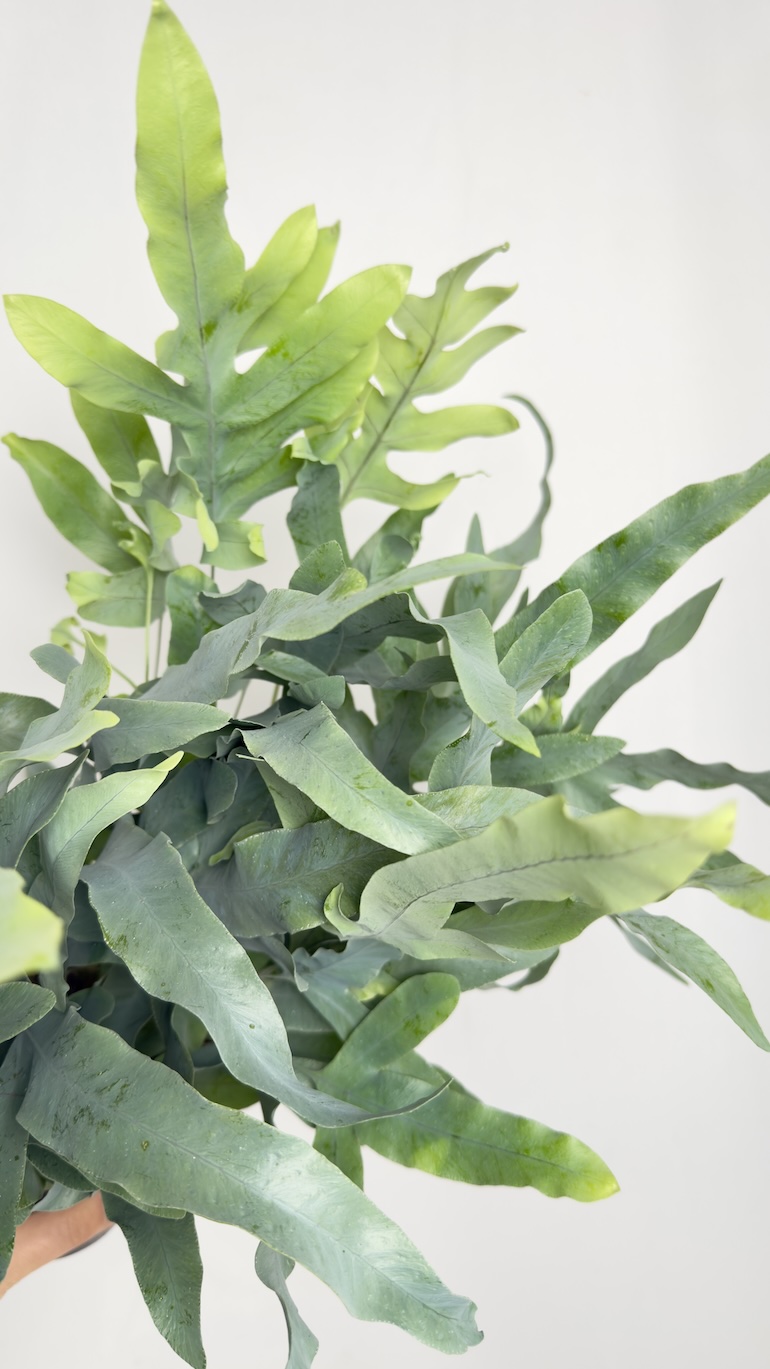 Phlebodium aureum Blue Star