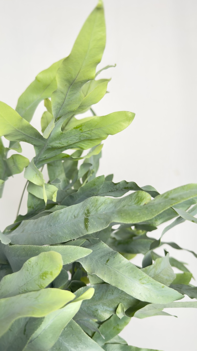 Phlebodium aureum Blue Star