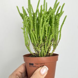 Crassula Muscosa
