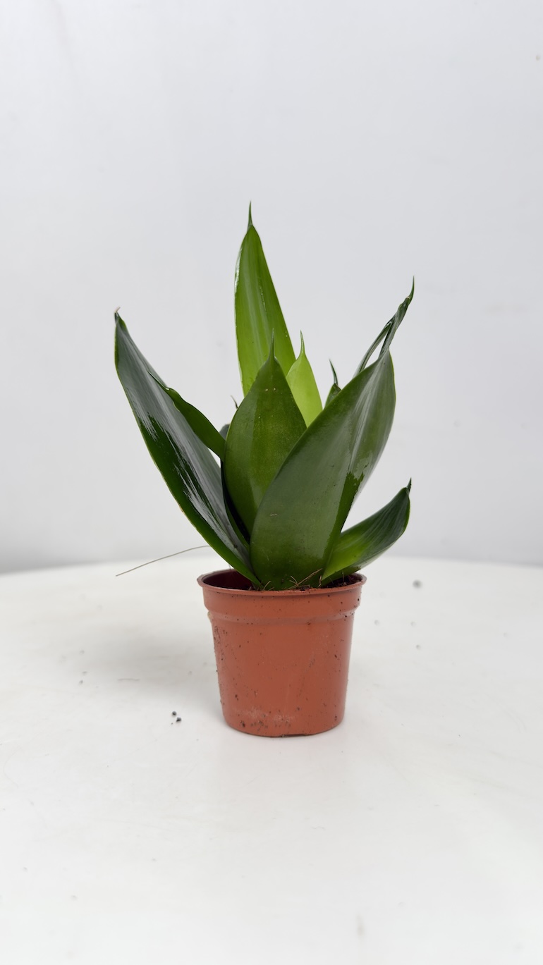 Sansevieria gwinejska