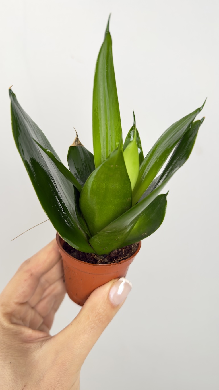 Sansevieria gwinejska