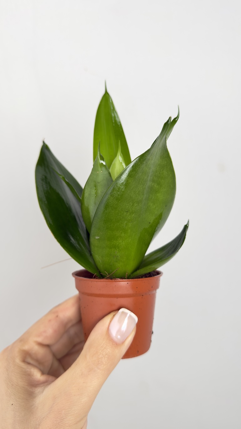 Sansevieria gwinejska