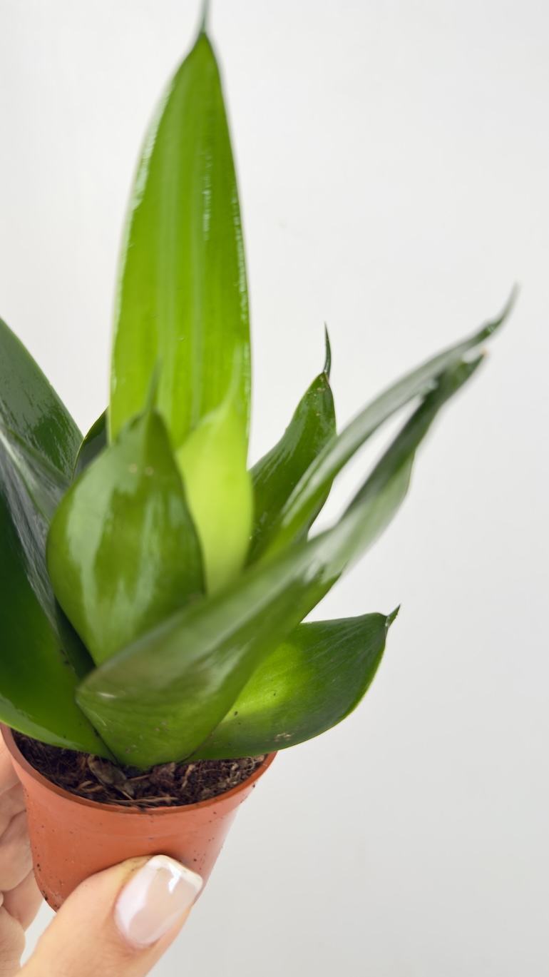 Sansevieria gwinejska