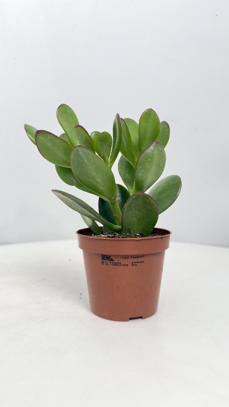 Crassula Ovata Sunset