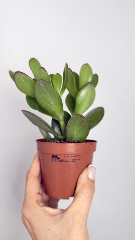 Crassula Ovata Sunset