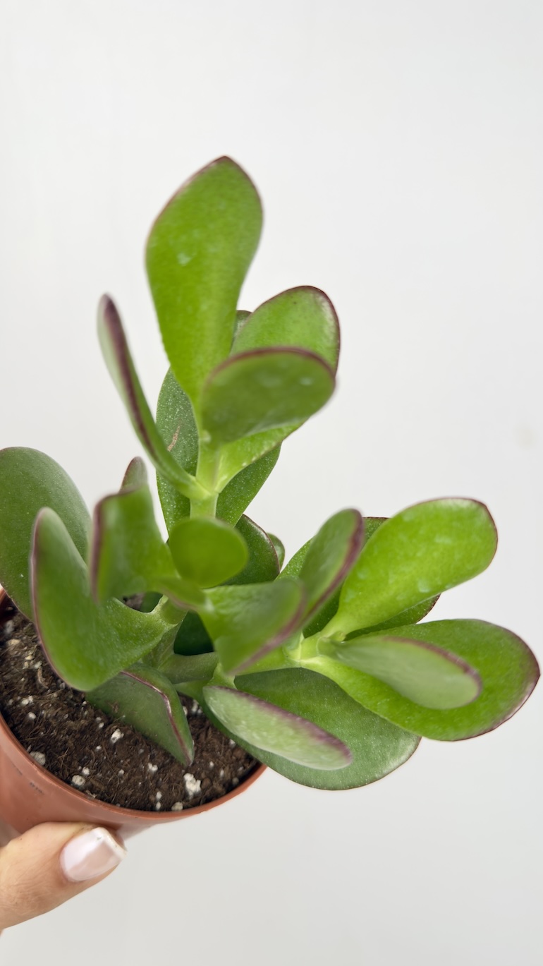 Crassula Ovata Sunset