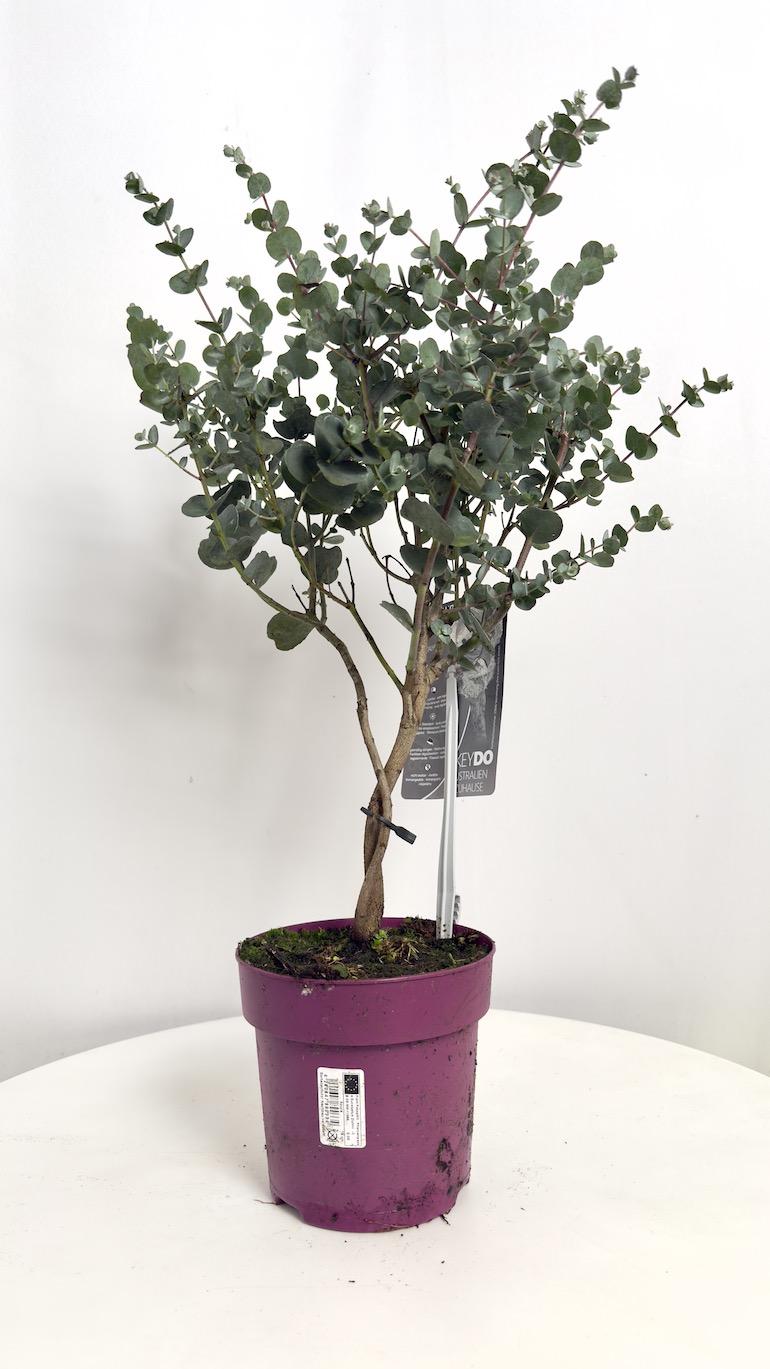 Eucalyptus Gunni Azura