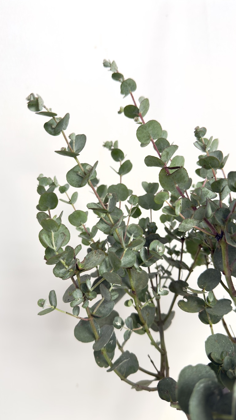 Eucalyptus Gunni Azura