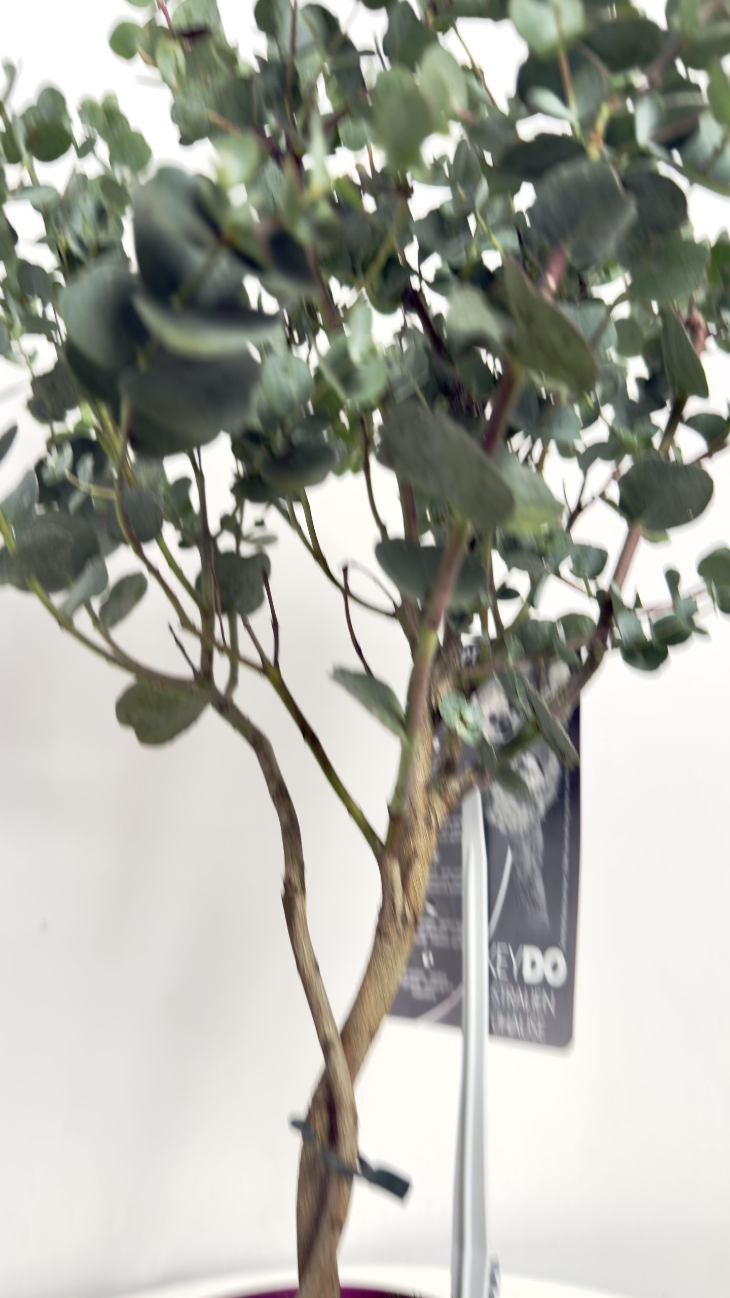 Eucalyptus Gunni Azura