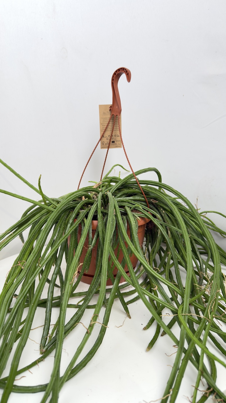 Rhipsalis selenicereus XXL