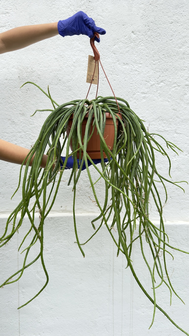 Rhipsalis selenicereus XXL