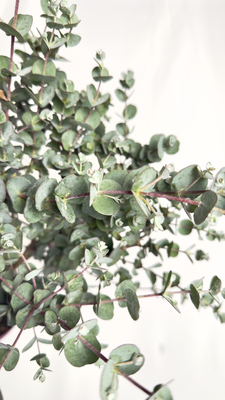 Eucalyptus Gunni Azura