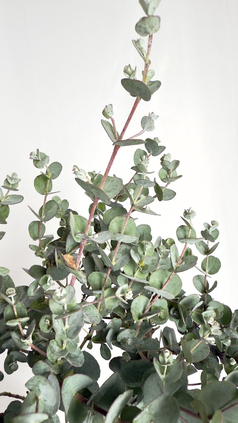 Eucalyptus Gunni Azura