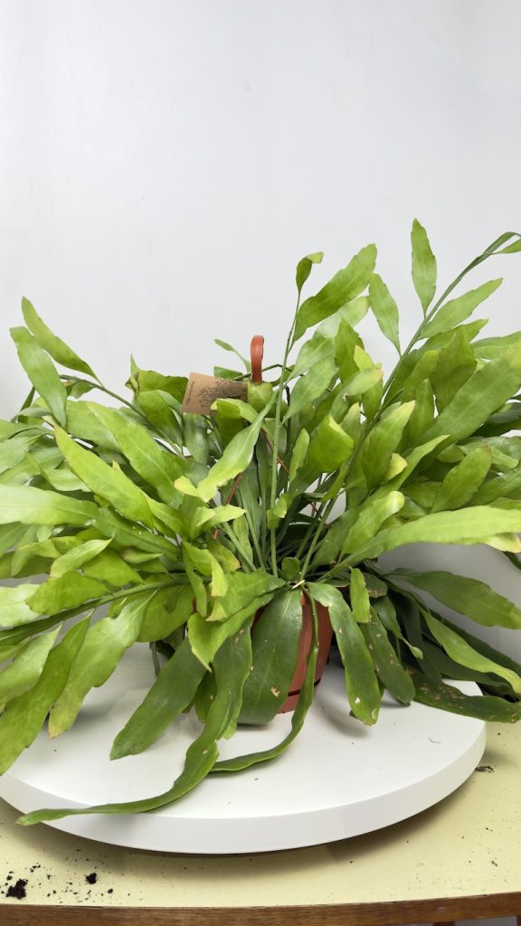 Epiphyllum Pumilum