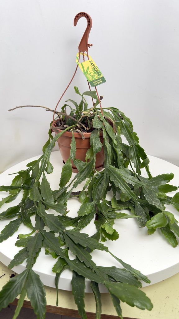 Epiphyllum Adopcja